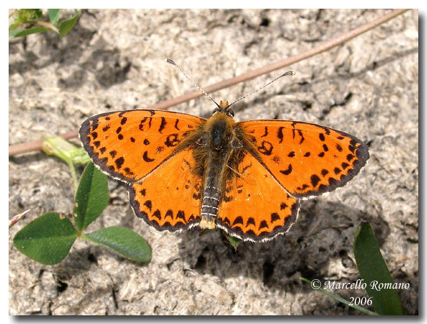 Melitaea didyma